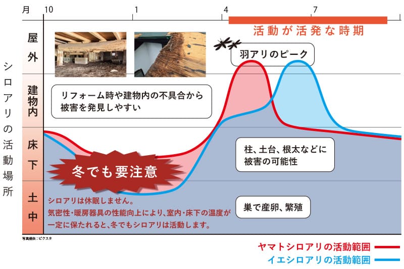 シロアリの年間の活動状況